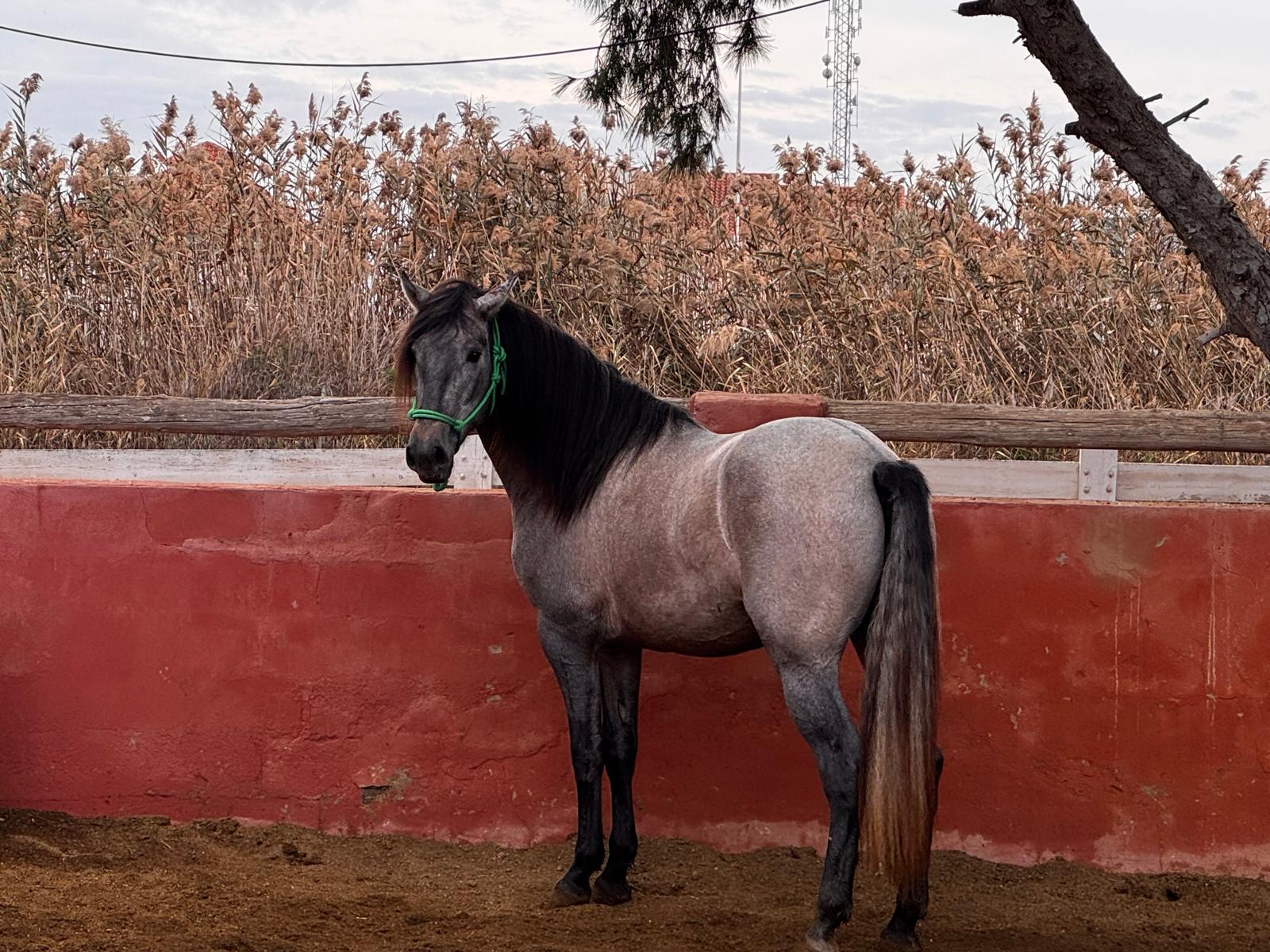 DEIMUS LE - Ejemplar PRE Palazón García Horses