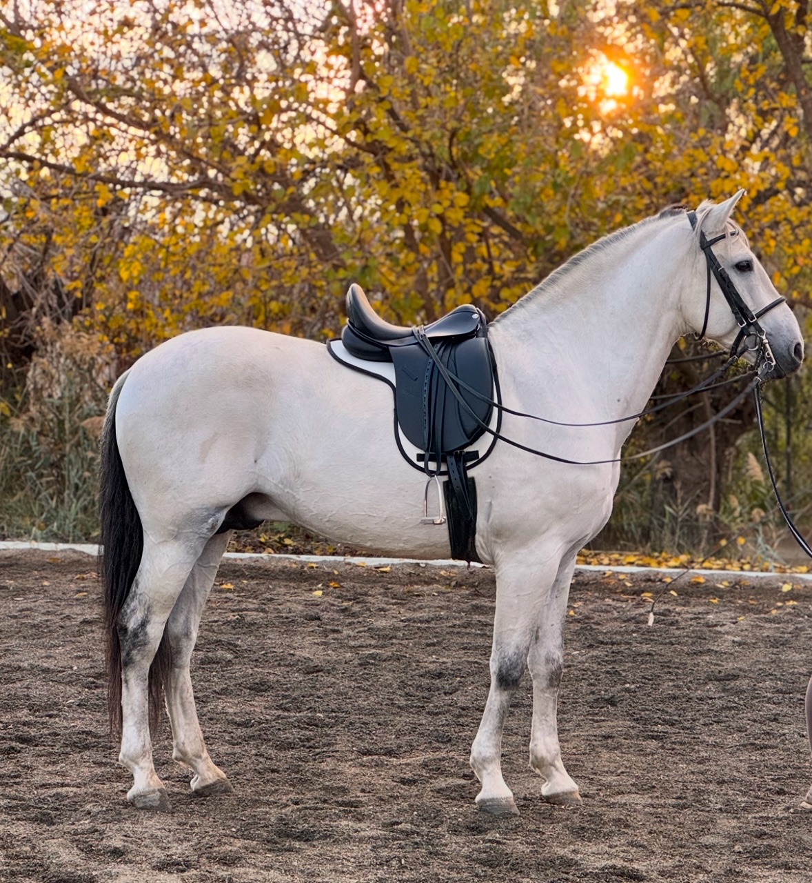 LAUREL AP IV - Línea Genética PRE