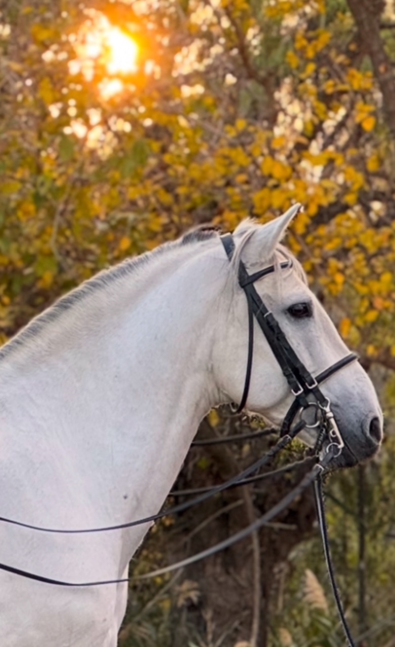 LAUREL AP IV - Foto 3