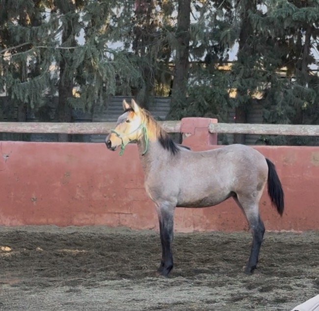ZEUS LE se Une a Nuestra Ganadería