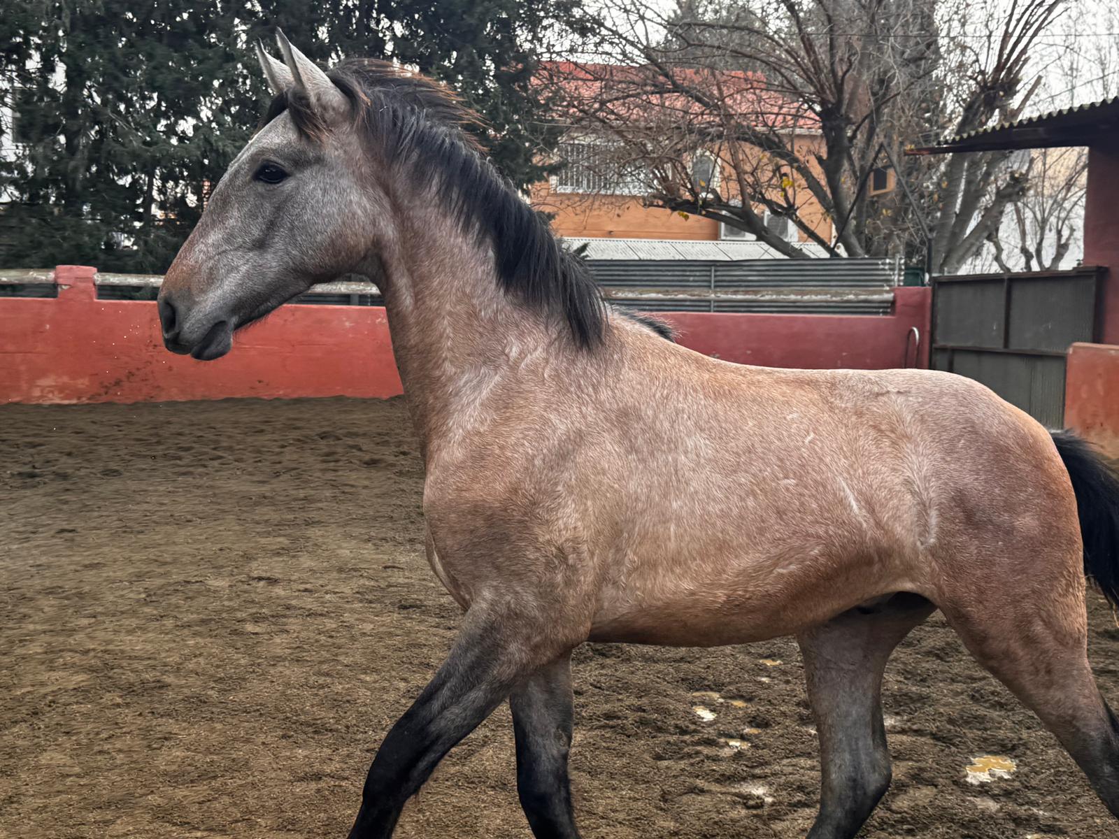 ZEUS LE - Carácter PRE